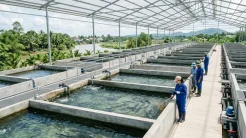 Mô hình nuôi cá tầm VietGAP với các biện pháp phòng chống bệnh thường gặp ở cá tầm hiệu quả