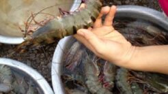 Cách Bảo Quản Tôm Trong Tủ Lạnh: Mẹo Vàng Để Tôm Luôn Tươi Ngon