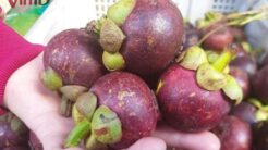 Cách Chọn Măng Cụt Ngon