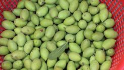 Cách Làm Cà Na Ngâm Mắm Đường: Món Ăn Đậm Chất Việt