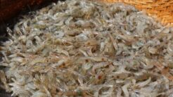 Cách Làm Mắm Tép Đậm Đà Miền Bắc