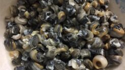 Cách Làm ốc Om Chuối Đậu: Một Món Ăn Dân Dã Đậm Đà Vị Làng Quê Bắc Bộ