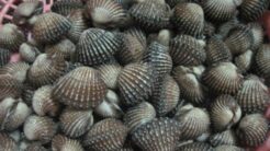 Cách Làm Sạch Sò Huyết: Tự Tin Làm Món Ăn Với Cá Tầm Giống