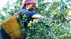Cách Làm Táo Mèo Muối Xổi: Một Đặc Sản Quý Của Núi Rừng Tây Bắc