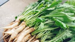 Cách Muối Dưa Cải Củ: Ẩm thực tinh hoa từ dưa cải