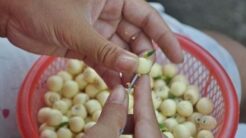 Cách Nấu Chè Hạt Sen Nhãn Nhục: Hướng Dẫn Từ A-Z