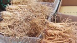 Cách Ngâm Sâm Với Mật Ong - Bí Quyết Bồi Bổ Sức Khoẻ