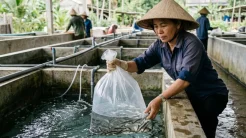 Người nông dân thực hiện cách thả cá tầm giống mới mua vào bể nước lạnh sục khí tại trang trại Việt Nam